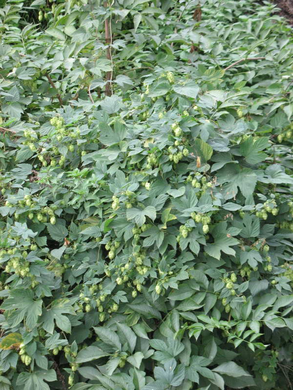 Хмель (Humulus lupulus)+Флора Лисої гори