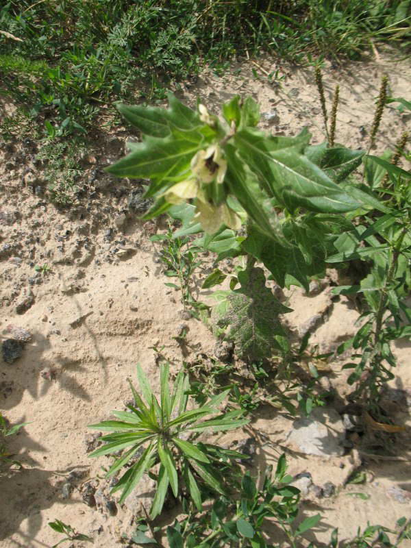 Белена чорная (Hyoscyamus niger)+Флора…