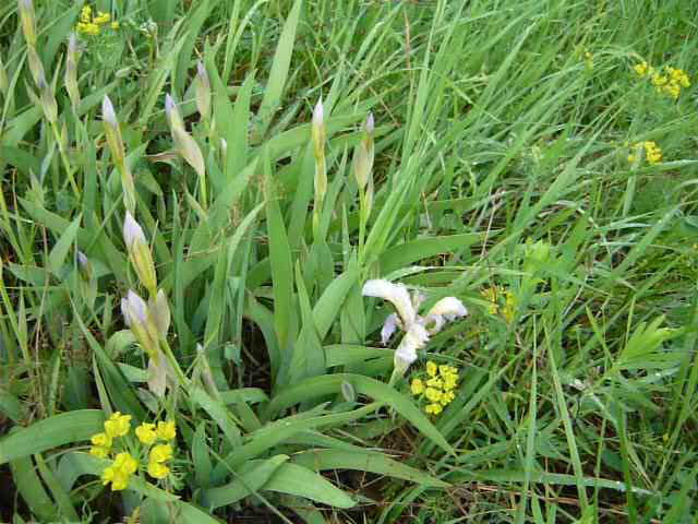 Iris hungarica+Flora of Bald Mountain