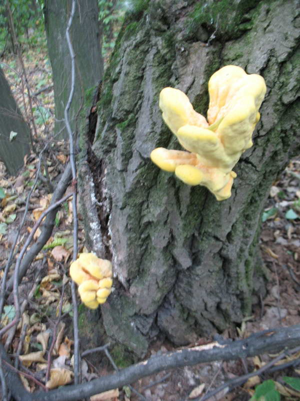 Laetiporus sulphureus (Bull.) Murrill,…