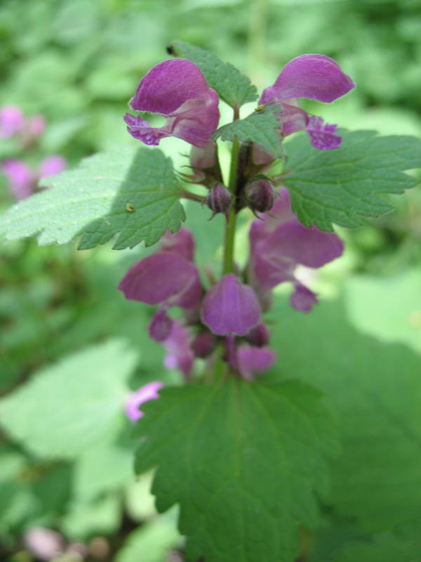 Lamium purpureum+Flora of Bald Mountain