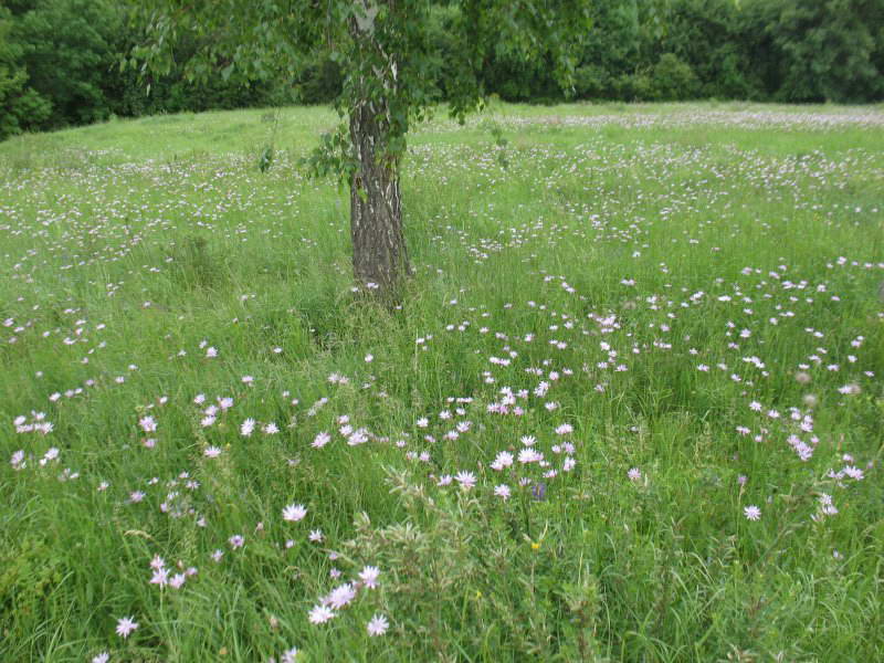 Scorzonera purpurea+Flora of Bald…