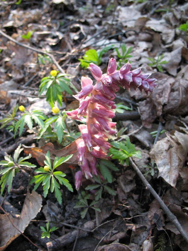 Lathrea squamaria+Flora of Bald Mountain