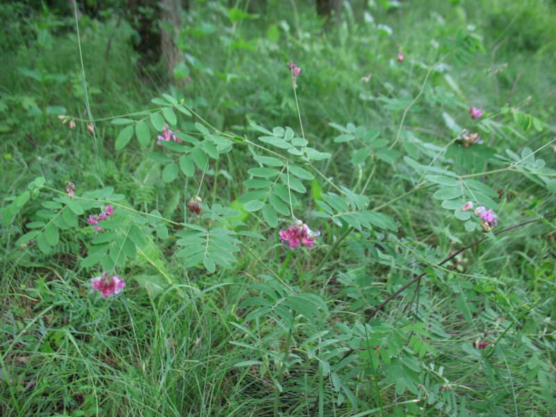 Lathyrus niger+Flora of Bald Mountain