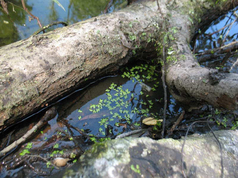 Lemna minor+Flora of Bald Mountain