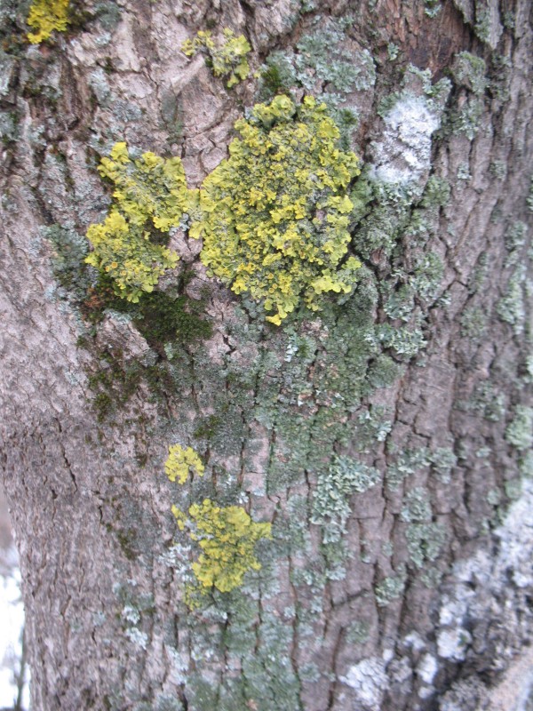 Золотянка стінна, Xanthoria parietina