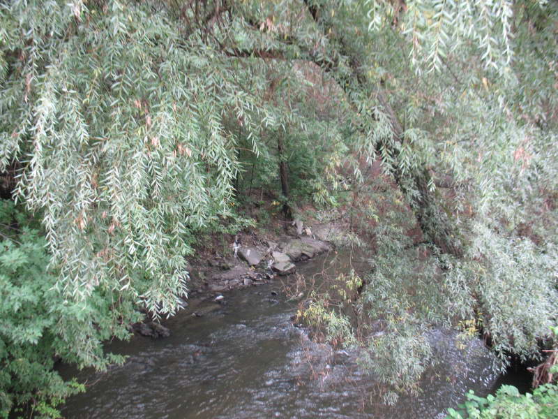 Верба біла (Salix alba) +Флора Лисої…