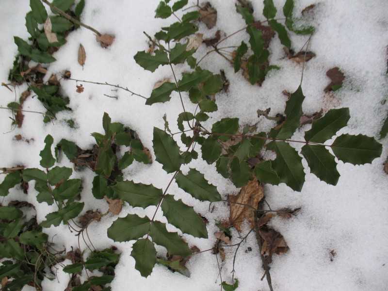 Winter green Mahonia (Mahonia…