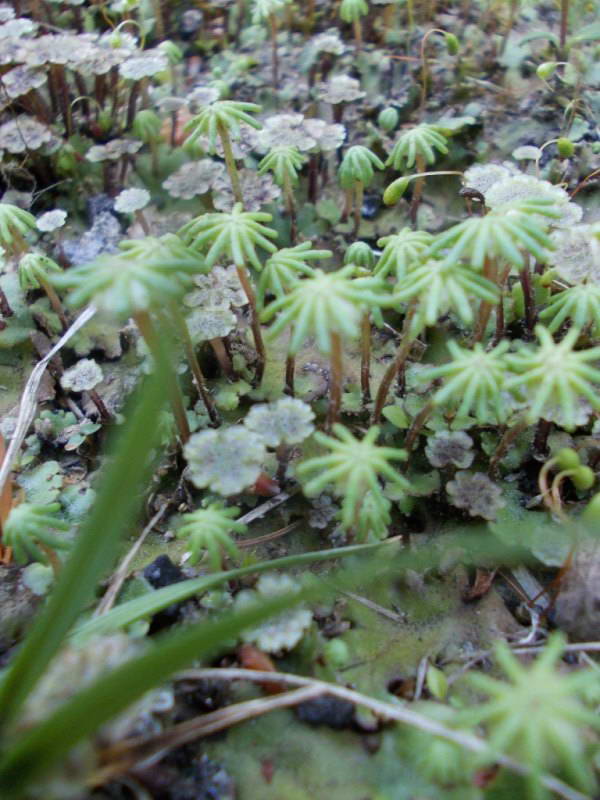 Marchantia polimorfa+Flora of Bald…