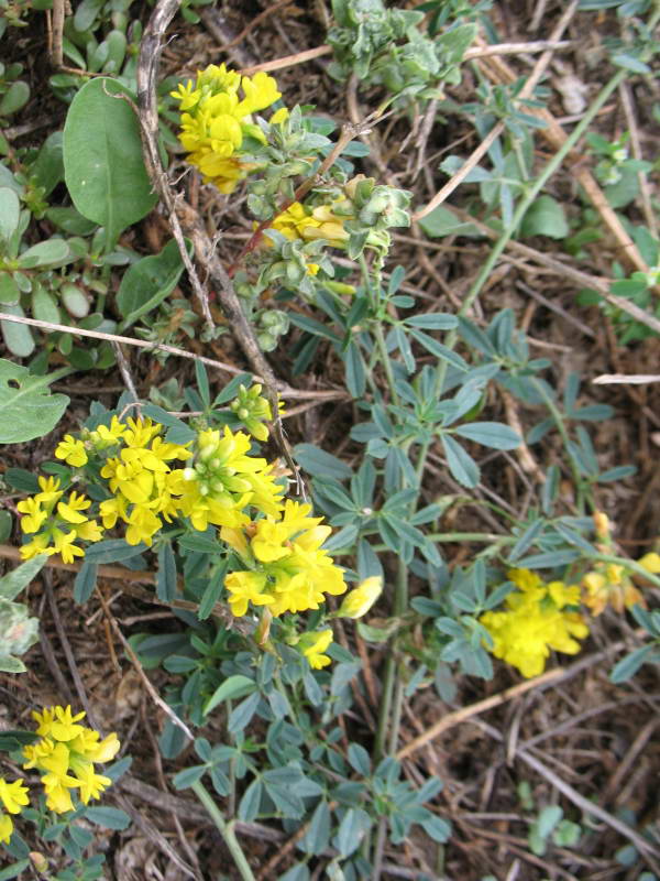 Medicago romanica+Flora of Bald Mountain