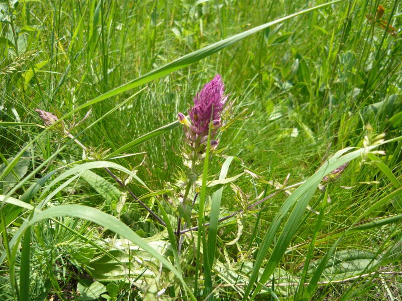 Melampyrum arvense+Flora of Bald…