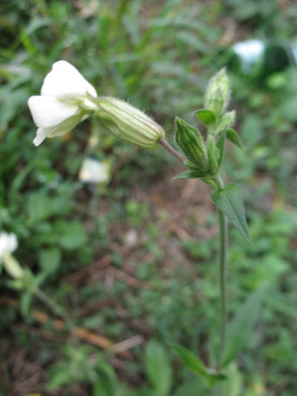 Melandrium album+Flora of Bald Mountain