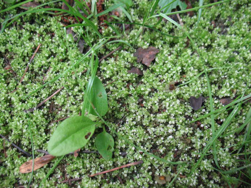 Moss (Mnium sp.)+Flora of Bald Mountain