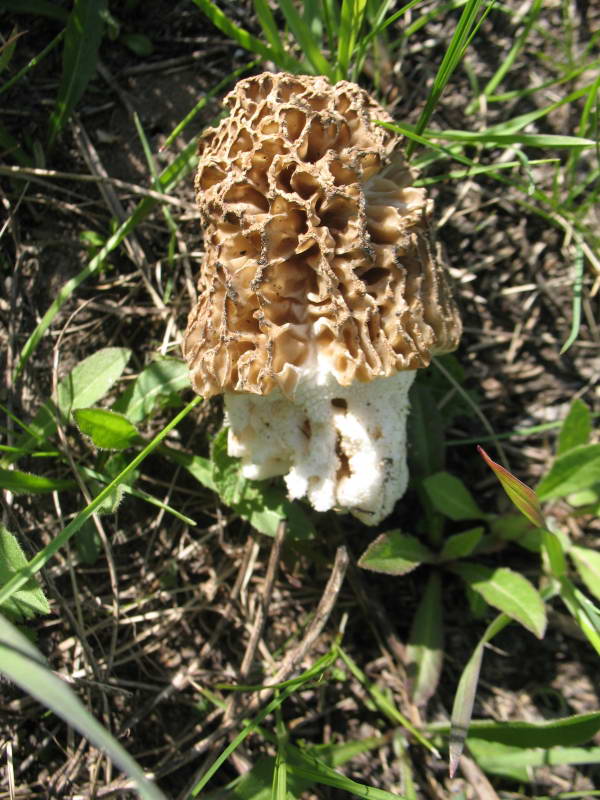 Morchella esculenta Fr.+Flora of Bald…