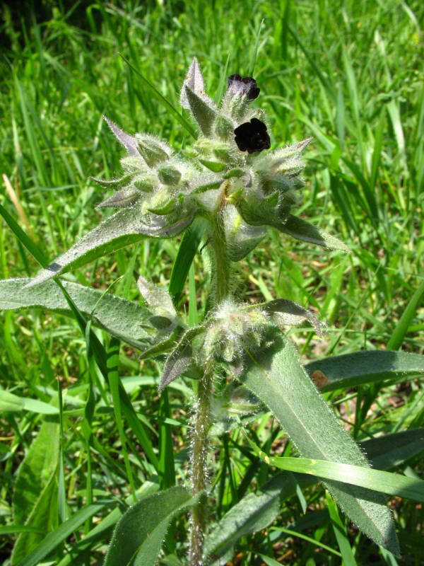 Nonnea pulla+Flora of Bald Mountain