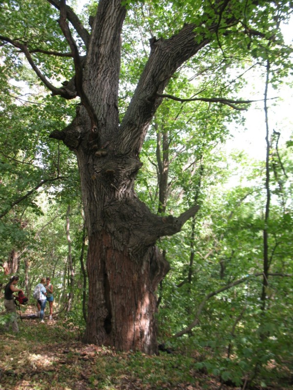 The age-old «Militia oak»