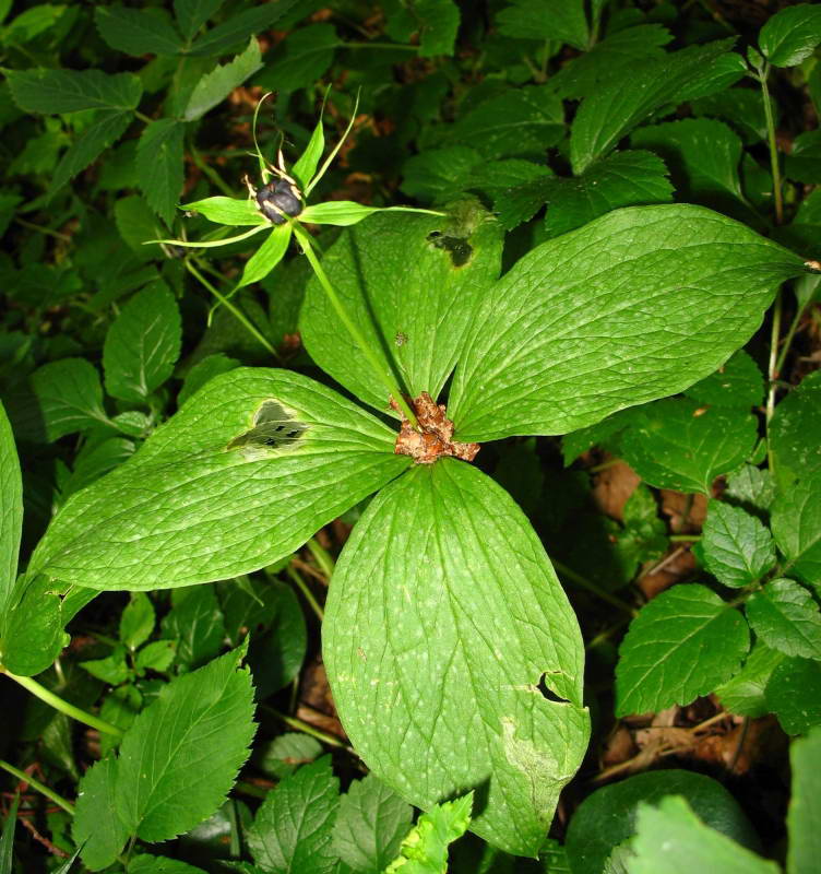 Paris quadrifolia+Flora of Bald Mountain