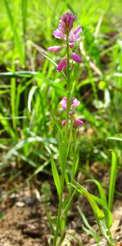 Polygala comosa+Flora of Bald Mountain