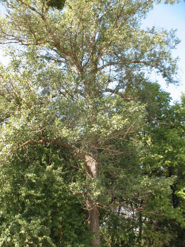 Тополь черный Populus nigra+Флора…