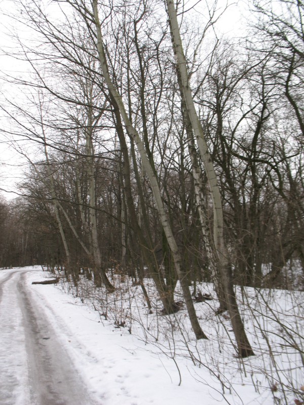 Осика (Populus tremula) на Лисій горі