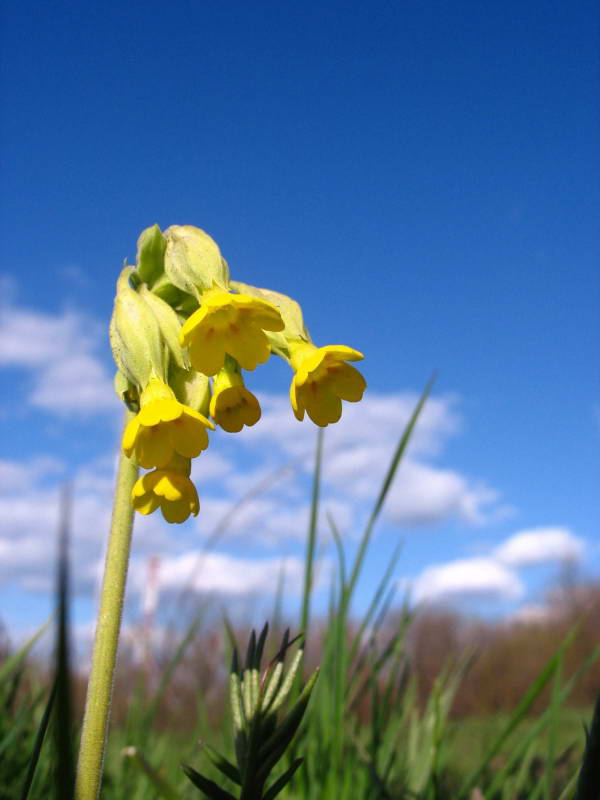 Primula veris+Flora of Bald Mountain