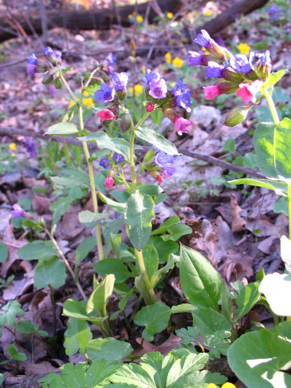 Медуница темная (Pulmonaria obscura)…