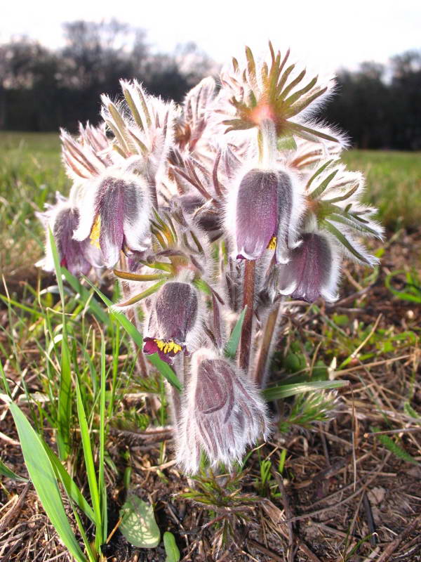 Pulsatilla pratensis nigricans+Flora…