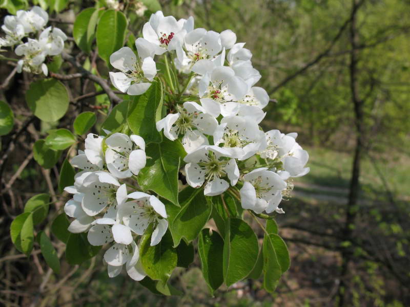 Pyrus communis+Flora of Bald Mountain