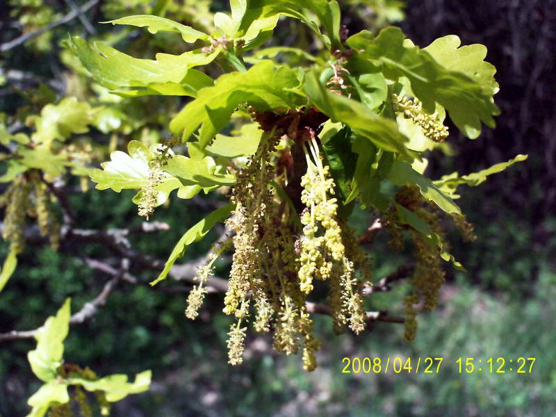 Oak (Quercus robur) flovers+Flora of…