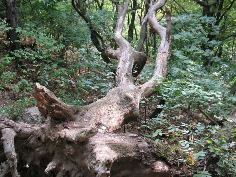 Fallen oak barrels, 2010+Flora of Bald…