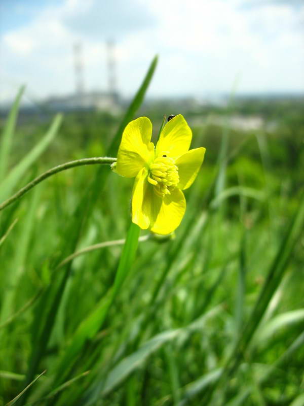 Ranunculus illiricus+Flora of Bald…