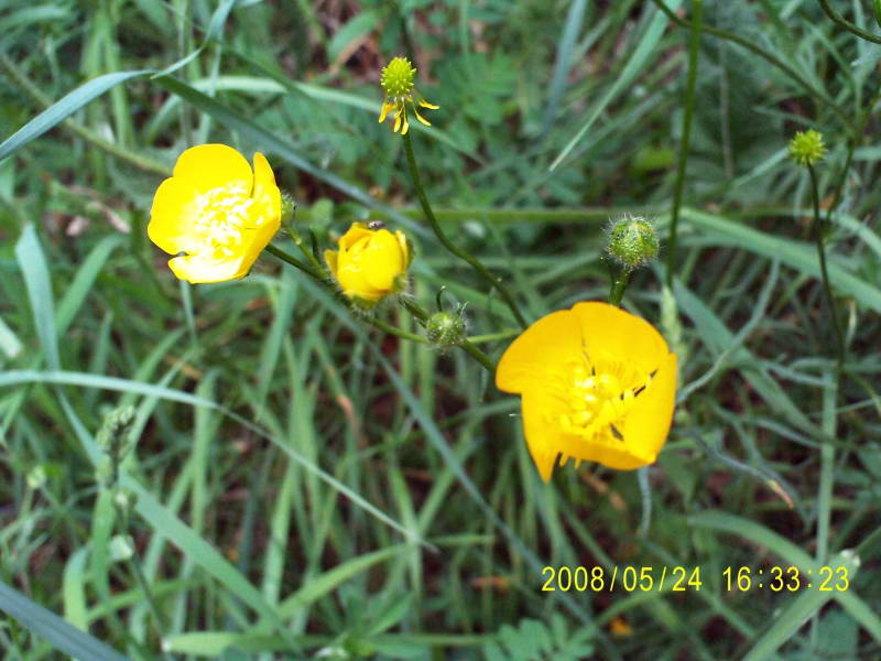 Ranunculus polyanthemos+Flora of Bald…