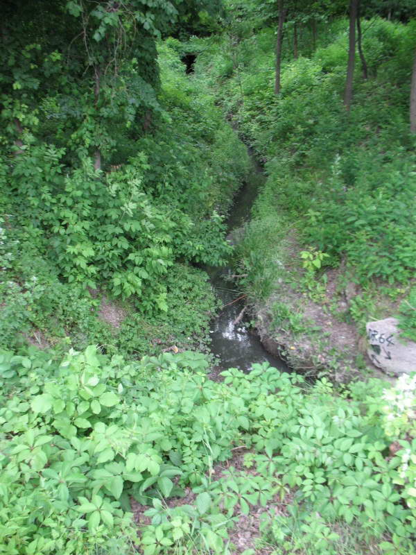 Small river flow+Flora of Bald Mountain