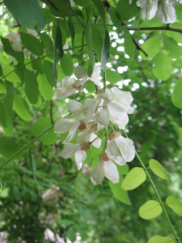 Robinia pseudoacacia+Flora of Bald…