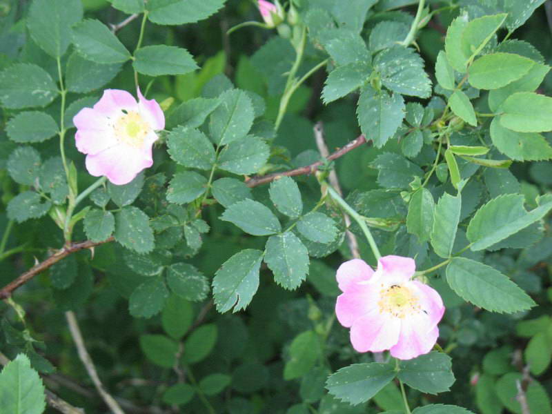 Шиповник собачий (Rosa canina) +Флора…