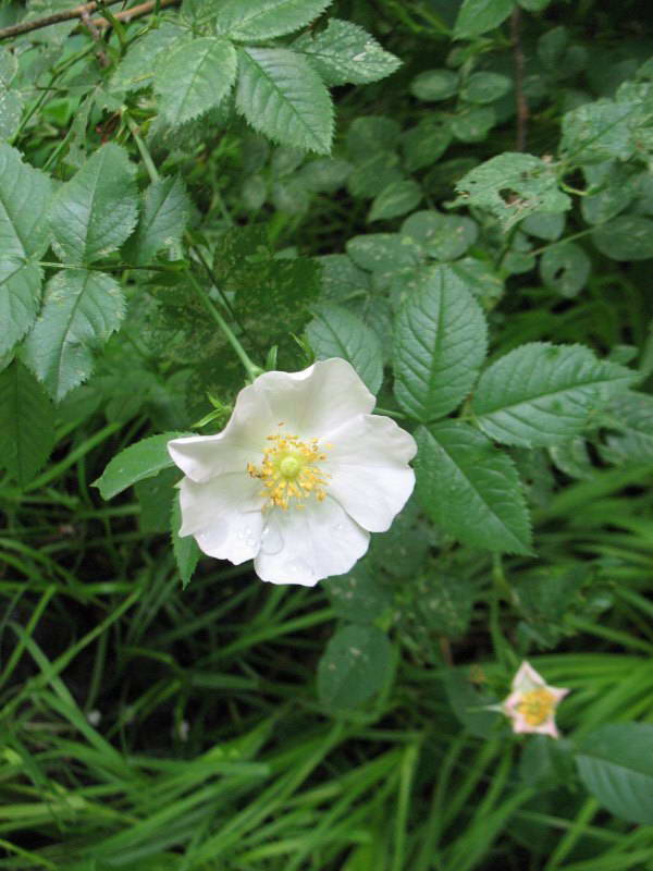 Шиповник собачий (Rosa canina) +Флора…