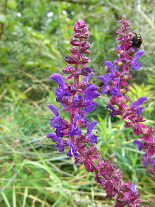 Salvia nemorosa+Flora of Bald Mountain