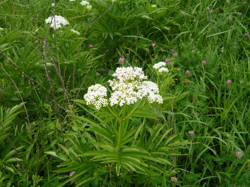 Sambucus edulus +Flora of Bald Mountains