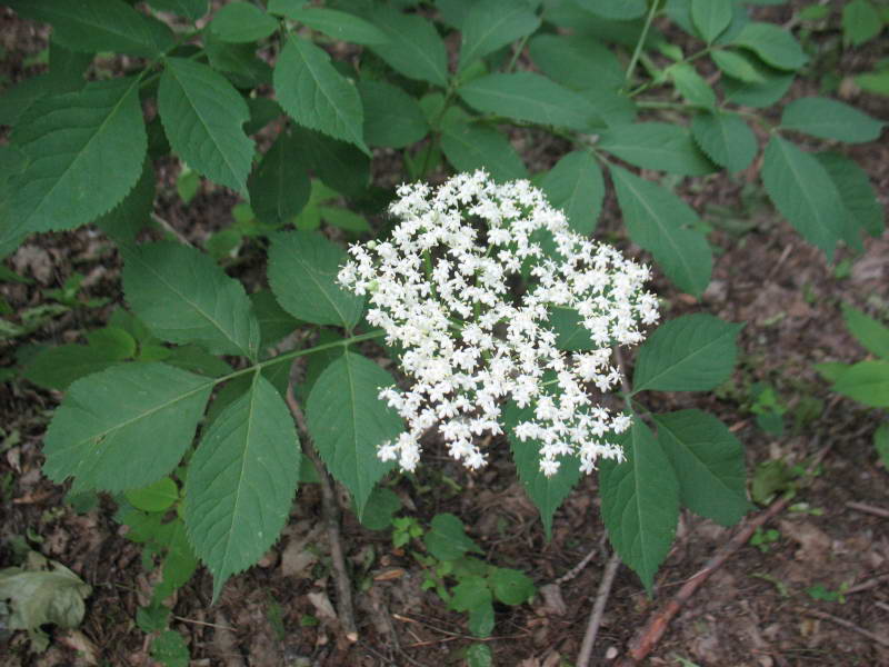 Бузина черная (Sambucus nigra)