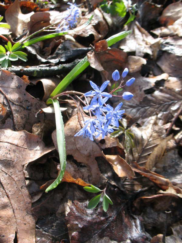 Проліска дволиста (Scilla bifolia) +…