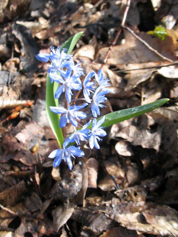 Проліска дволиста (Scilla bifolia)