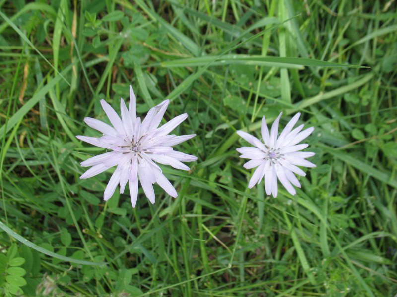 Scorzonera purpurea+Flora of Bald…