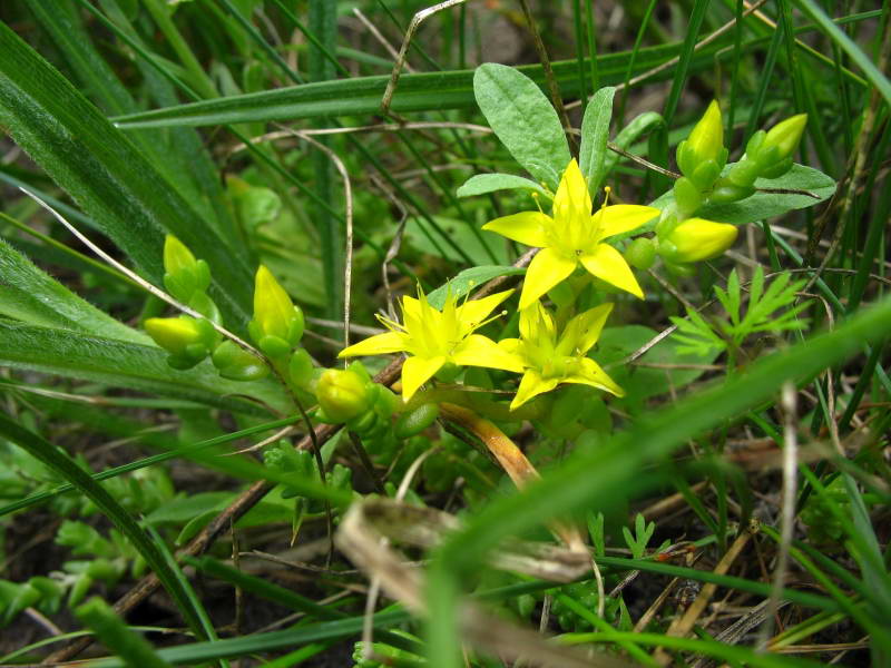 Sedum acre+Flora of Bald Mountain