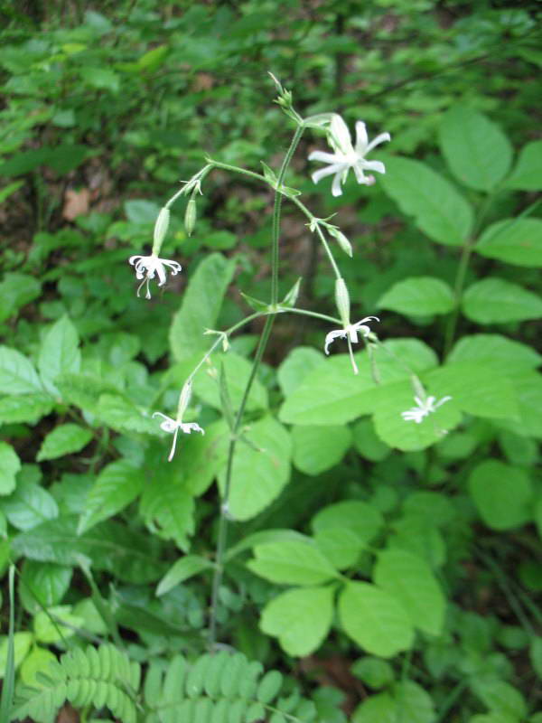 Silene nutans+Flora of Bald Mountain