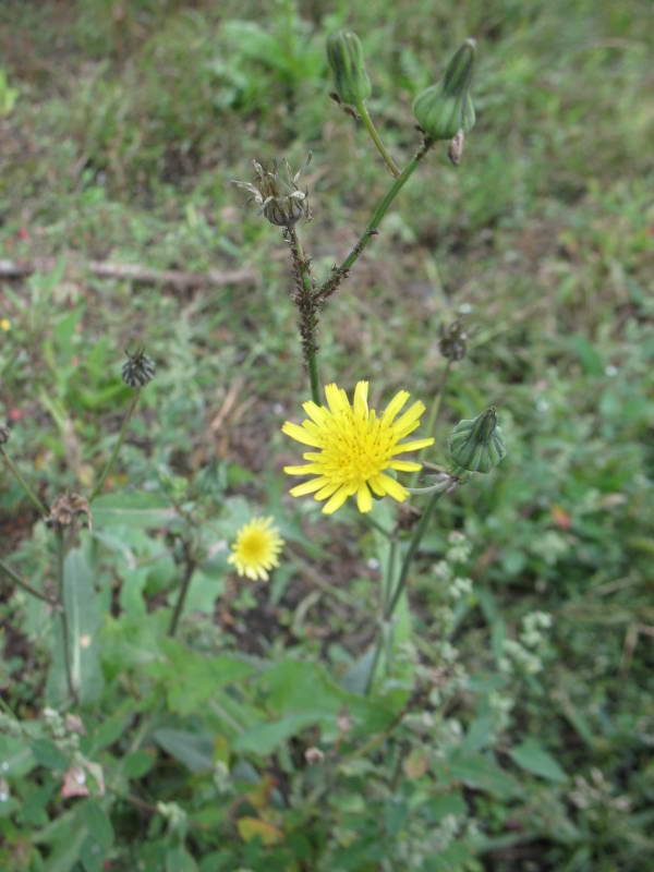 Sonchus arvensis+Flora of Bald Mountain