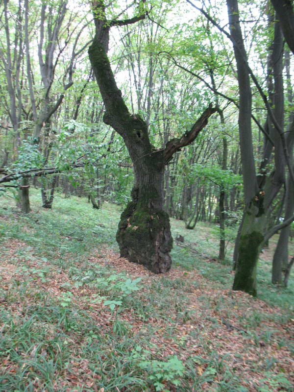 Віковий дуб, Лиса гора+Флора Лисої гори
