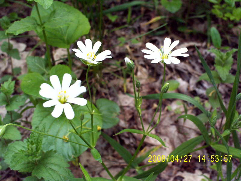 Stellaria holostea+Flora of Bald…