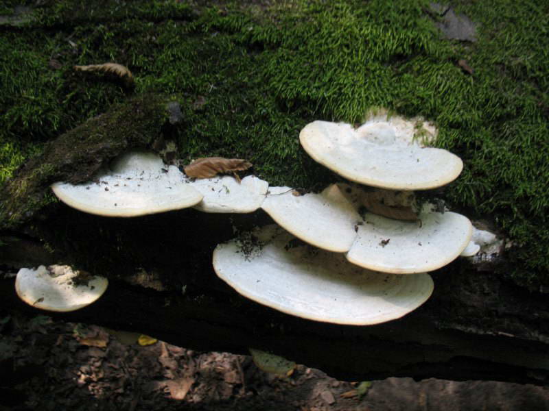 Траметес пушистый, Trametes pubescens…