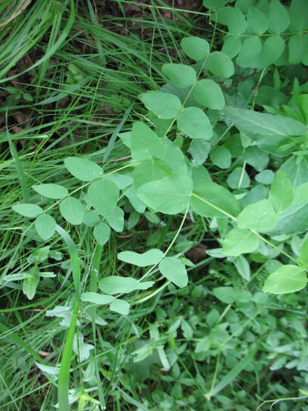 Vicia pisiformis+Flora of Bald Mountain