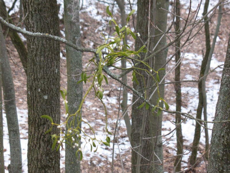 Mistletoe (Viscum album) with fruits